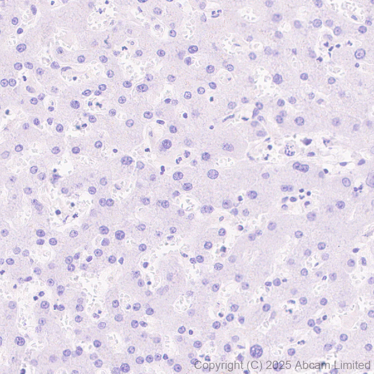 Immunohistochemistry (Formalin/PFA-fixed paraffin-embedded sections) - Anti-Teneurin-4 antibody [EPR29569-515] - N-terminal (AB325755)