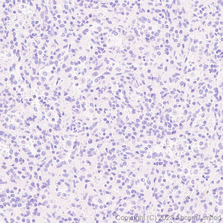 Immunohistochemistry (Formalin/PFA-fixed paraffin-embedded sections) - Anti-Teneurin-4 antibody [EPR29569-515] - N-terminal (AB325755)