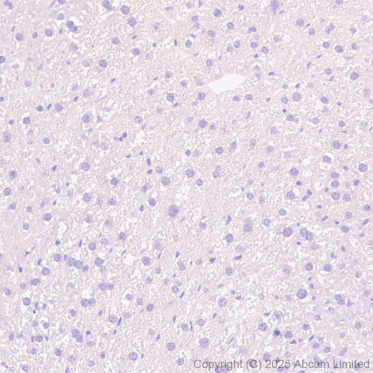 Immunohistochemistry (Formalin/PFA-fixed paraffin-embedded sections) - Anti-Teneurin-4 antibody [EPR29569-515] - N-terminal (AB325755)