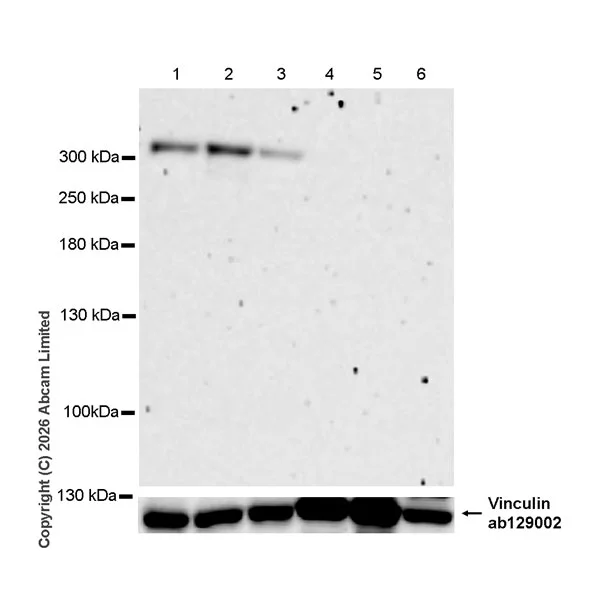 Western blot - Anti-Teneurin-4 antibody [EPR29569-515] - N-terminal (AB325755)