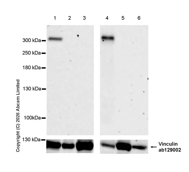 Western blot - Anti-Teneurin-4 antibody [EPR29569-515] - N-terminal (AB325755)