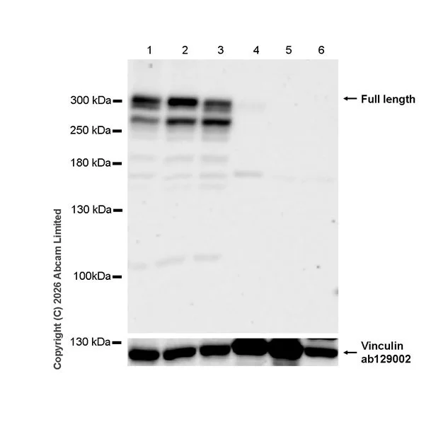 Western blot - Anti-Teneurin-4 antibody [EPR29569-564] - C-terminal (AB325683)