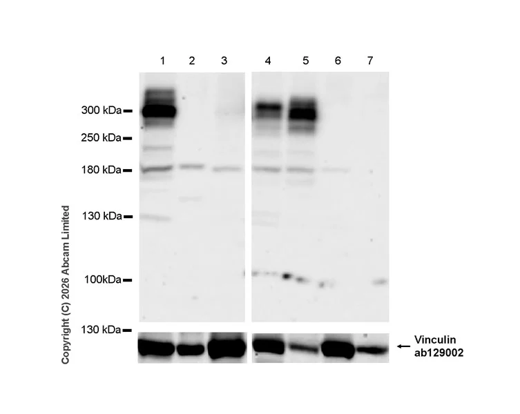 Western blot - Anti-Teneurin-4 antibody [EPR29569-564] - C-terminal (AB325683)