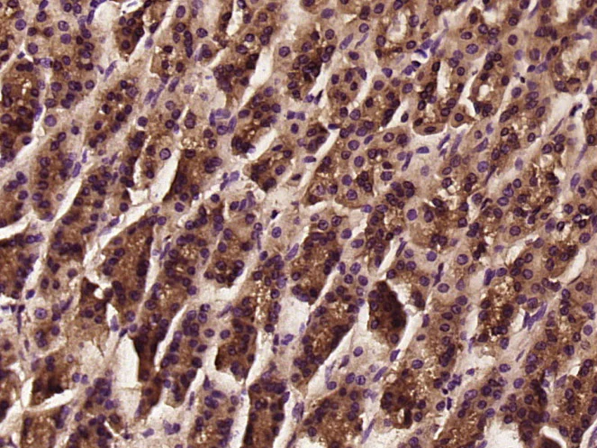 Immunohistochemistry (Formalin/PFA-fixed paraffin-embedded sections) - Anti-tenomodulin antibody (AB203676)