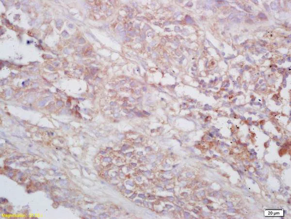 Immunohistochemistry (Formalin/PFA-fixed paraffin-embedded sections) - Anti-tenomodulin antibody (AB203676)