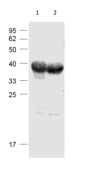 Western blot - Anti-tenomodulin antibody (AB203676)