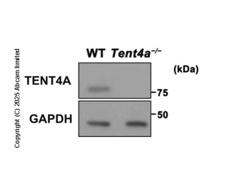 Western blot - Anti-TENT4A antibody [EPR28503-4] (AB324971)