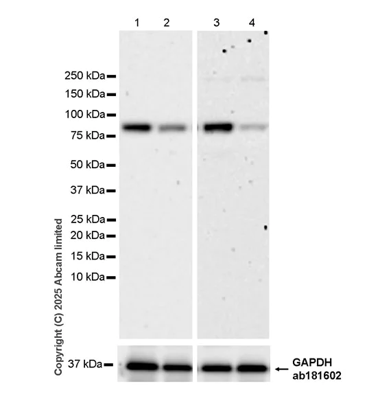 Western blot - Anti-TENT4A antibody [EPR28503-4] (AB324971)