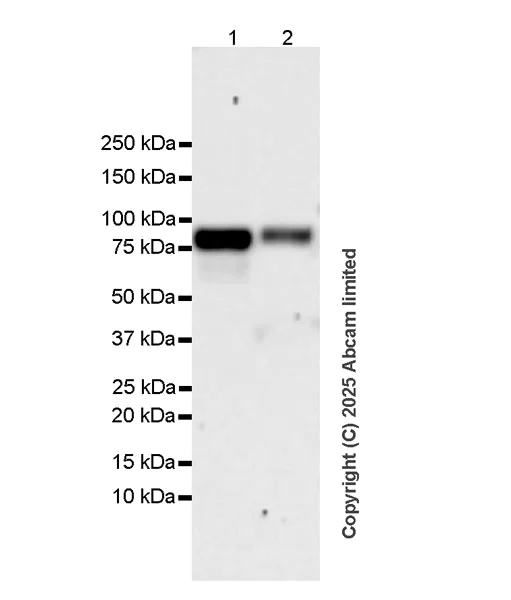 Western blot - Anti-TENT4A antibody [EPR28503-4] (AB324971)
