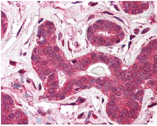 Immunohistochemistry (Formalin/PFA-fixed paraffin-embedded sections) - Anti-TEP1 antibody (AB64189)
