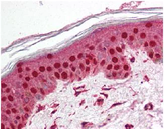 Immunohistochemistry (Formalin/PFA-fixed paraffin-embedded sections) - Anti-TEP1 antibody (AB64189)
