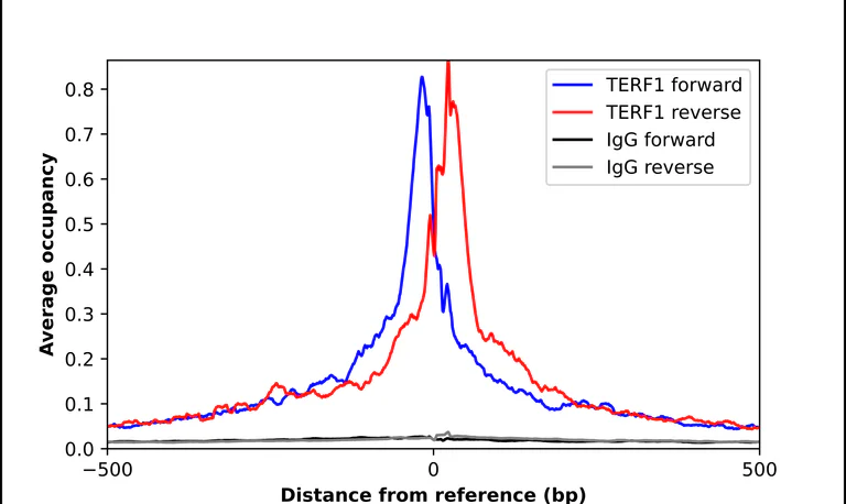 ChIP - Anti-TERF1 Antibody (AB327233)
