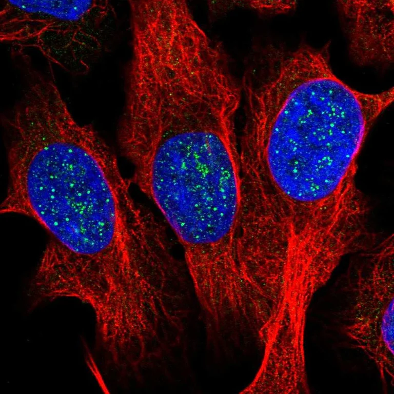 Immunocytochemistry/ Immunofluorescence - Anti-TERF1 Antibody (AB327233)