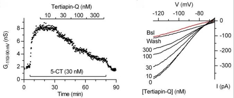 Functional Studies (Act) - Tertiapin Q, blocker of inward-rectifier r K+ channels (AB120432)