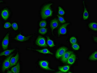Immunocytochemistry/ Immunofluorescence - Anti-TESC antibody (AB234796)