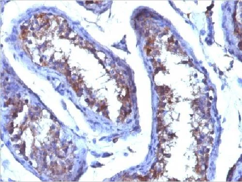 Immunohistochemistry (Formalin/PFA-fixed paraffin-embedded sections) - Anti-Testosterone antibody [4E1G2] - BSA and Azide free (AB234024)