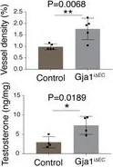 ELISA - Testosterone ELISA Kit (AB108666)