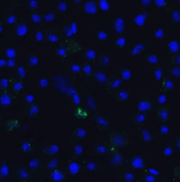 Immunocytochemistry/ Immunofluorescence - Anti-TET1 antibody - C-terminal (AB191698)