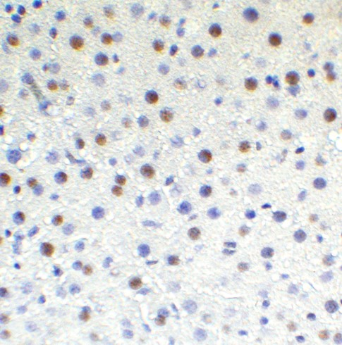 Immunohistochemistry (Formalin/PFA-fixed paraffin-embedded sections) - Anti-TET1 antibody - C-terminal (ab191698), expandable thumbnail