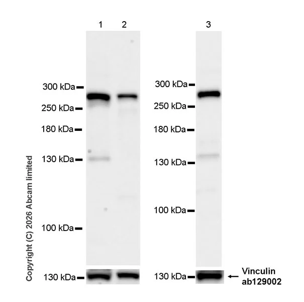 Western blot - Anti-TET1 antibody [EPR30557-611] (AB325788)
