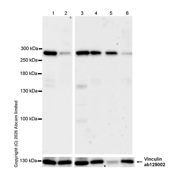Western blot - Anti-TET1 antibody [EPR30557-611] (AB325788)