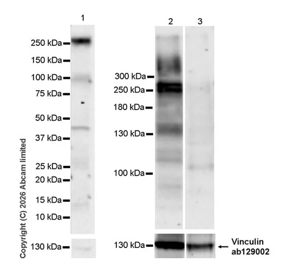 Western blot - Anti-TET1 antibody [EPR30557-611] (AB325788)