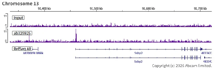 ChIP-sequencing - Anti-TET1 antibody [EPR30558-579] (AB325925)