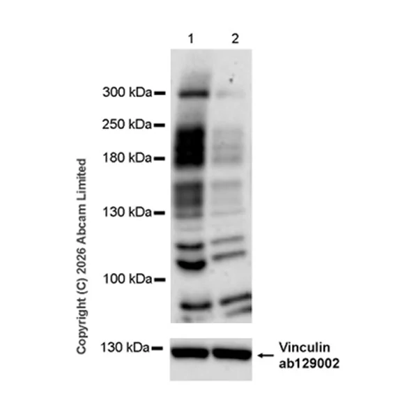 Western blot - Anti-TET1 antibody [EPR30558-579] (AB325925)
