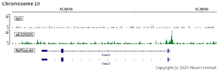ChIC/CUT&RUN sequencing - Anti-TET1 antibody [EPR30558-579] - BSA and Azide free (AB325941)