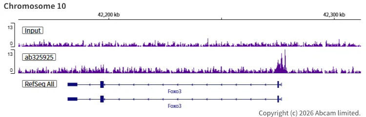 ChIP-sequencing - Anti-TET1 antibody [EPR30558-579] - BSA and Azide free (AB325941)