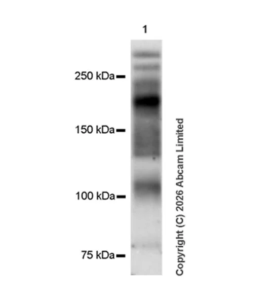 Western blot - Anti-TET1 antibody [EPR30558-579] - BSA and Azide free (AB325941)