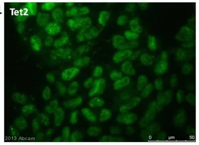 Immunocytochemistry/ Immunofluorescence - Anti-Tet2 antibody (AB124297)