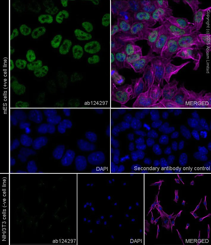 Immunocytochemistry/ Immunofluorescence - Anti-Tet2 antibody (AB124297)