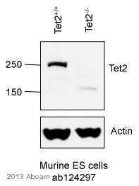 Western blot - Anti-Tet2 antibody (AB124297)
