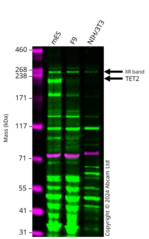 Western blot - Anti-Tet2 antibody (AB124297)