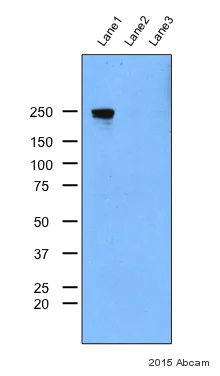 Western blot - Anti-Tet2 antibody (AB124297)
