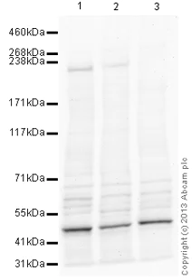 Western blot - Anti-Tet2 antibody (AB124297)