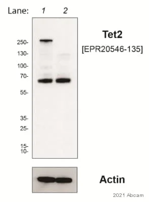 Western blot - Anti-Tet2 antibody [EPR20546-135] (AB213369)