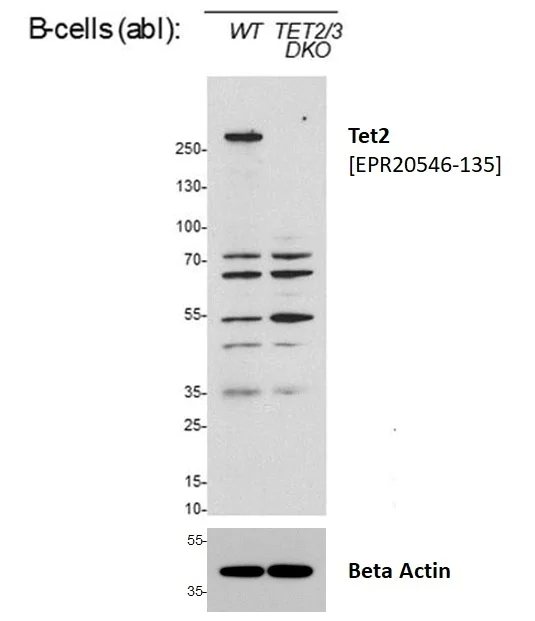 Western blot - Anti-Tet2 antibody [EPR20546-135] (AB213369)