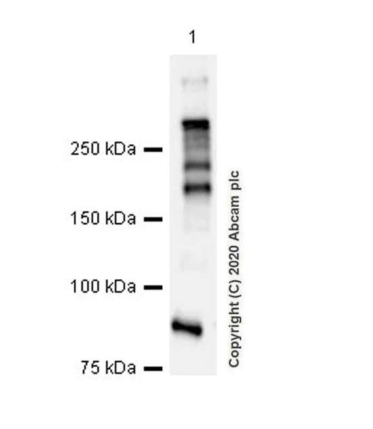 Western blot - Anti-Tet2 antibody [EPR20546-135] (AB213369)