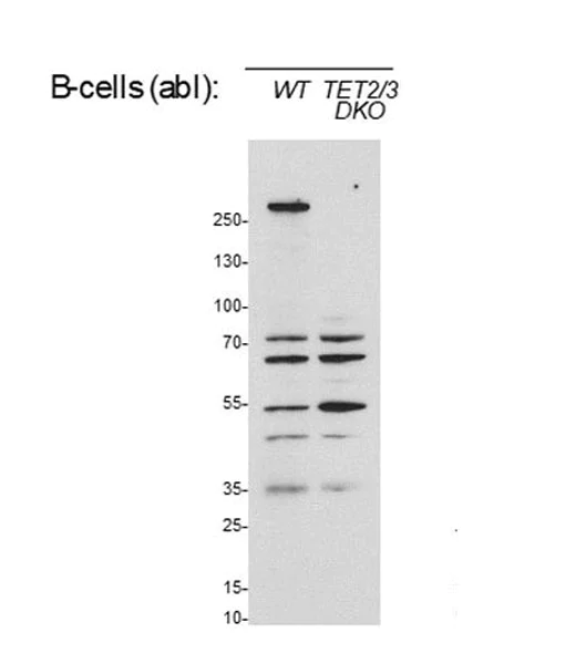 Western blot - Anti-Tet2 antibody [EPR20546-135] - BSA and Azide free (AB277637)