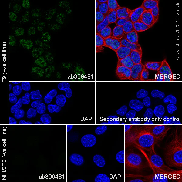 Immunocytochemistry/ Immunofluorescence - Anti-TET2 antibody [EPR26694-93] - BSA and Azide free (AB309482)