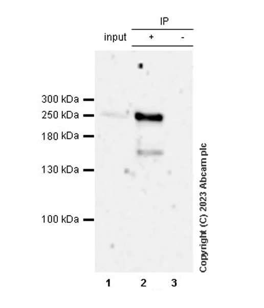 Immunoprecipitation - Anti-TET2 antibody [EPR26694-93] - BSA and Azide free (AB309482)