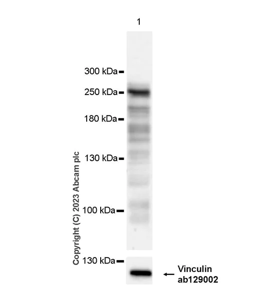 Western blot - Anti-TET2 antibody [EPR26694-93] - BSA and Azide free (AB309482)