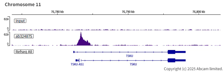 ChIP-sequencing - Anti-Tet2 antibody [EPR29630-29] (AB324875)