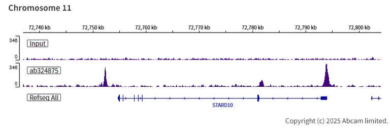 ChIP-sequencing - Anti-Tet2 antibody [EPR29630-29] (AB324875)