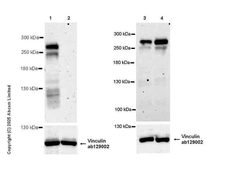 Western blot - Anti-Tet2 antibody [EPR29630-29] (AB324875)