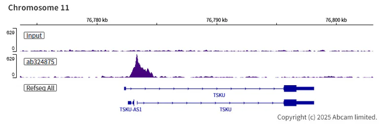 ChIP-sequencing - Anti-Tet2 antibody [EPR29630-29] - BSA and Azide free (AB328046)