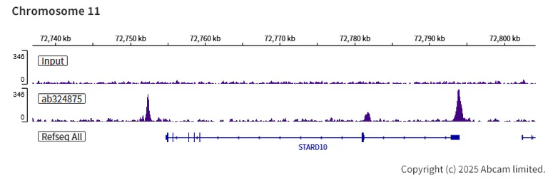 ChIP-sequencing - Anti-Tet2 antibody [EPR29630-29] - BSA and Azide free (AB328046)