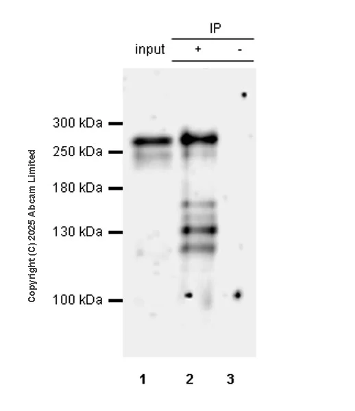 Immunoprecipitation - Anti-Tet2 antibody [EPR29630-29] - BSA and Azide free (AB328046)